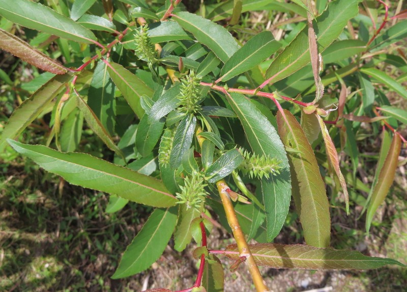 Missouri River Willow photo 6