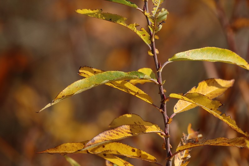 Missouri River Willow photo 7