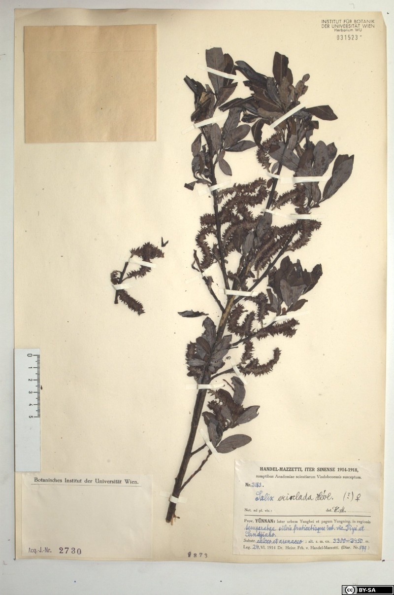 Salix erioclada