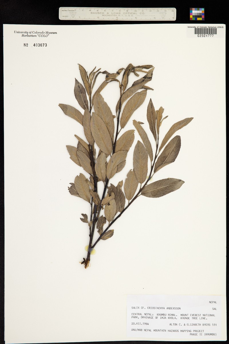 Salix eriostachya