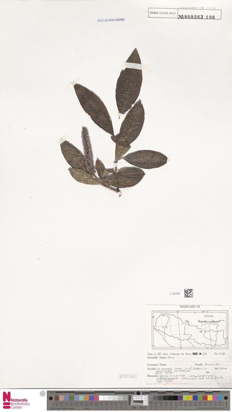 Salix eriostachya photo 2