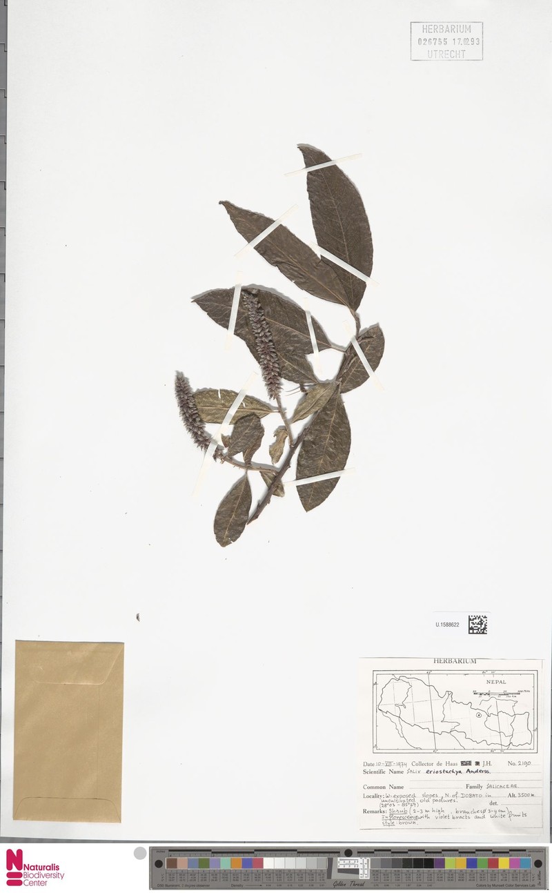 Salix eriostachya photo 3
