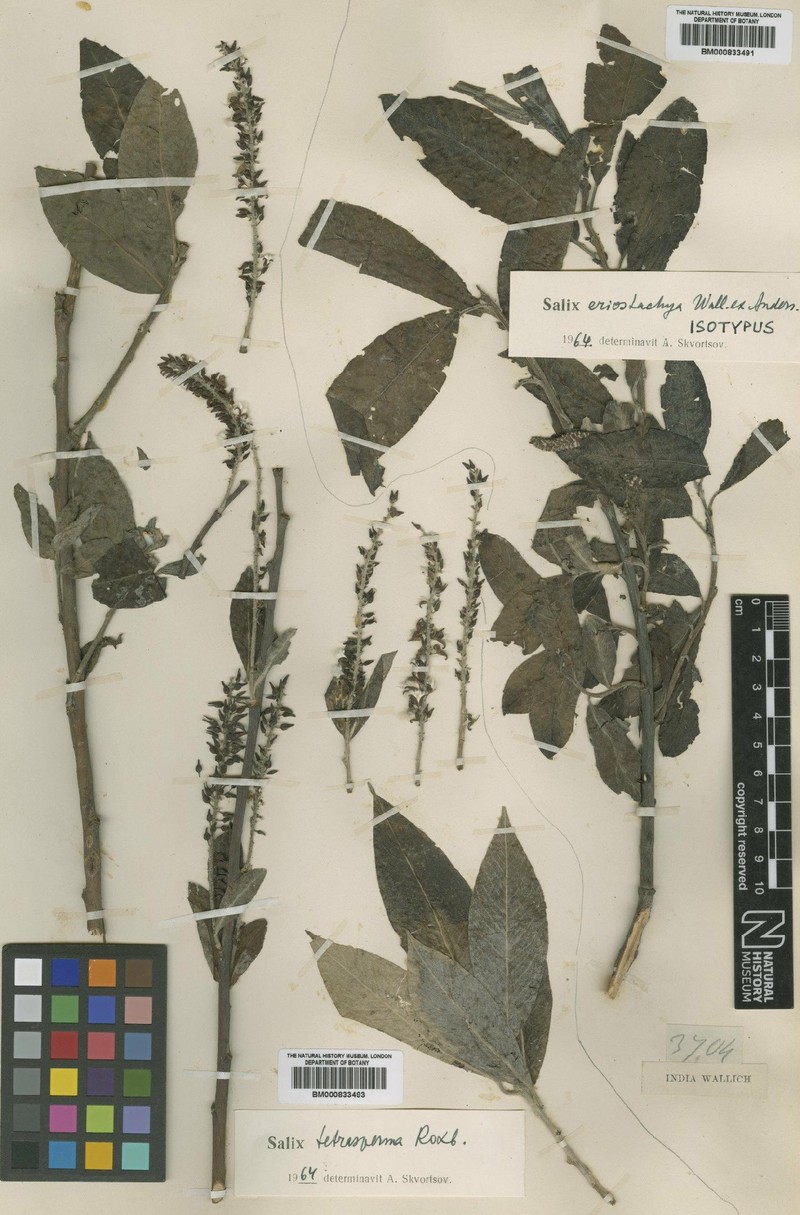 Salix eriostachya photo 4