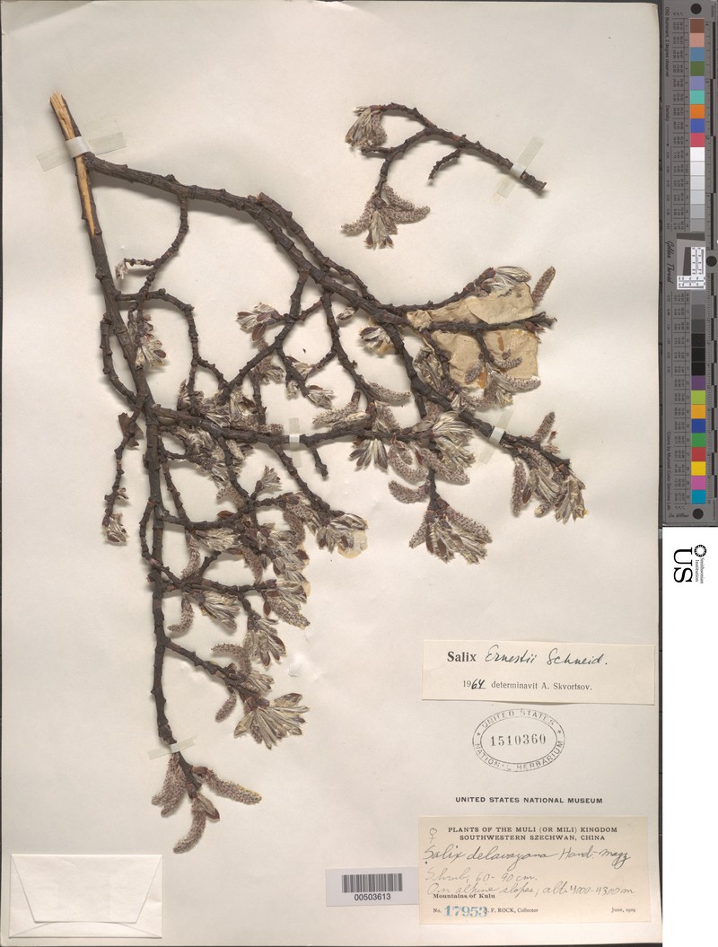 Salix ernestii