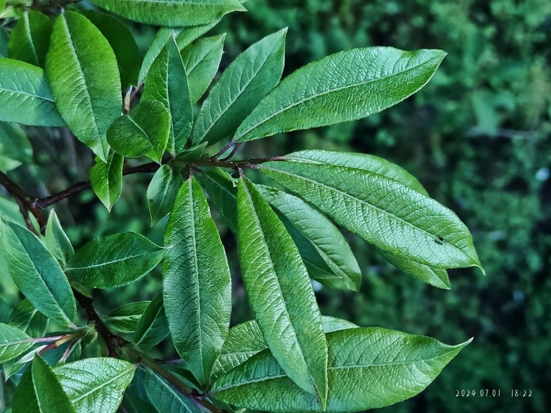 Salix ernestii photo 2