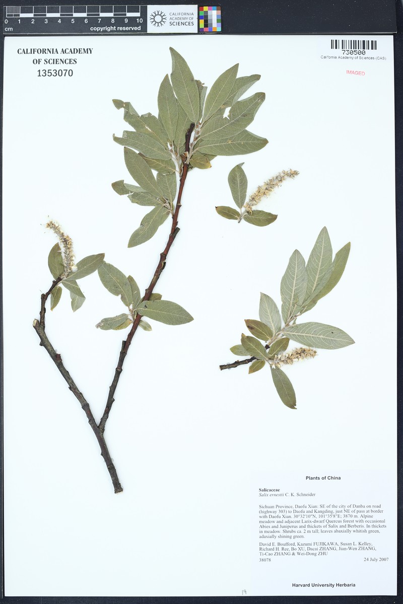 Salix ernestii photo 3