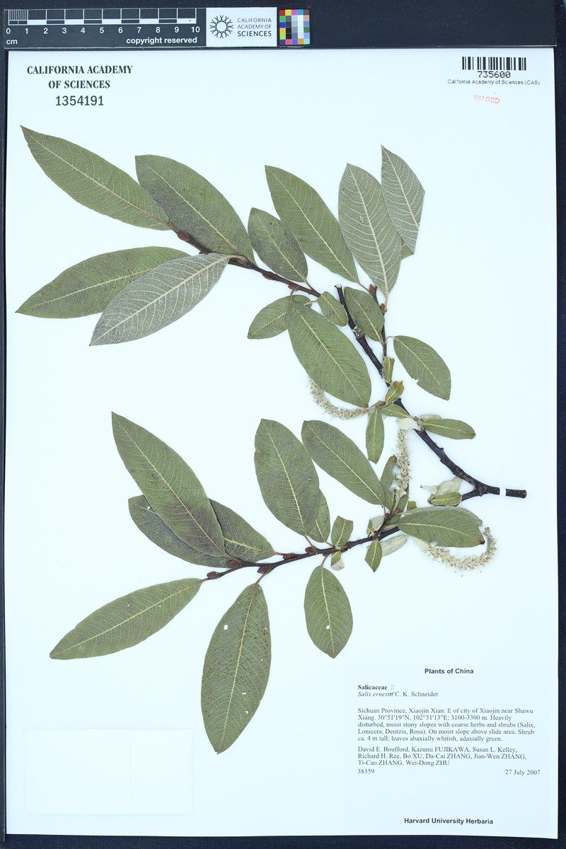 Salix ernestii photo 4