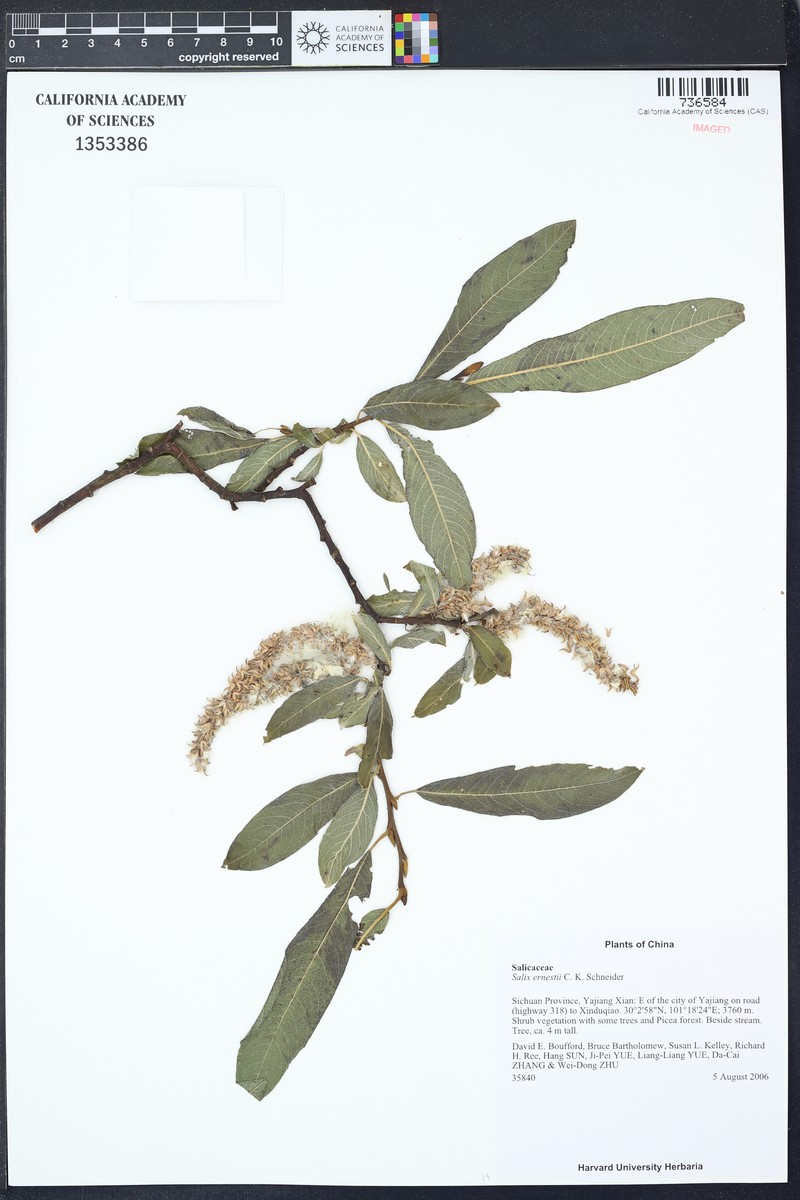 Salix ernestii photo 5