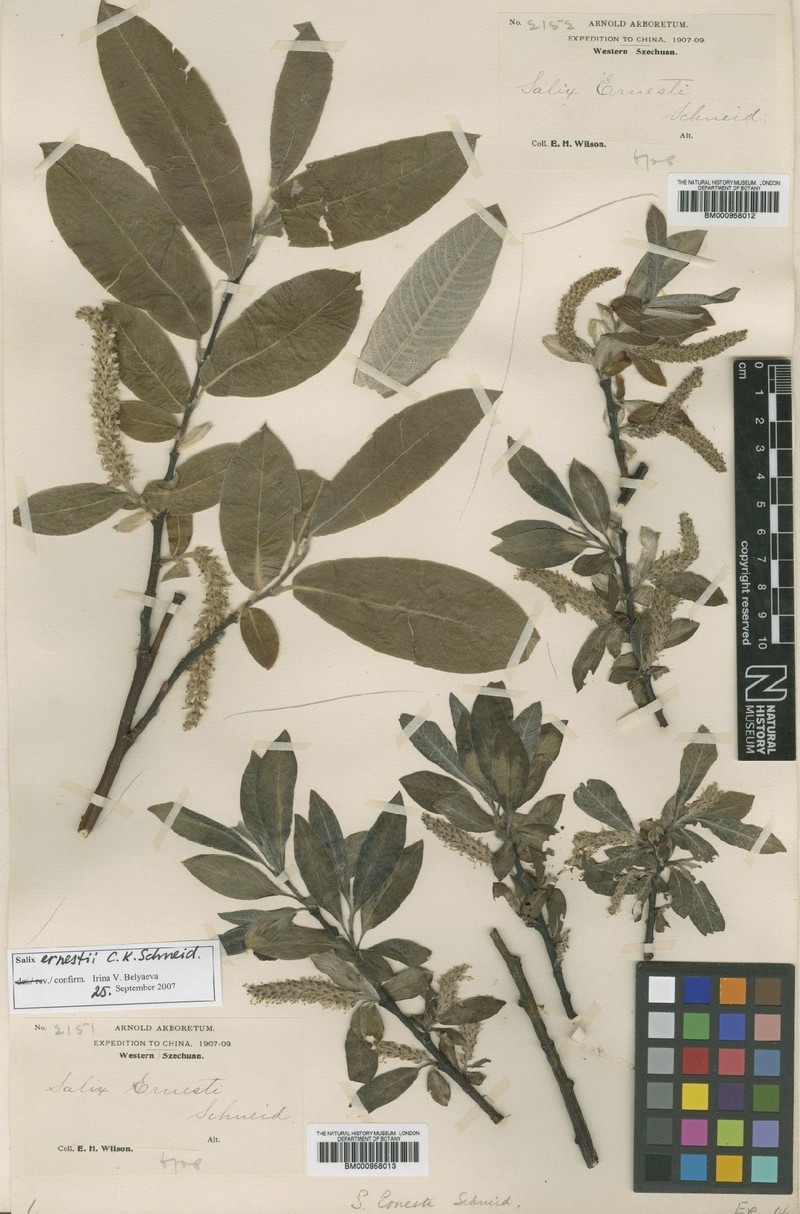 Salix ernestii photo 6
