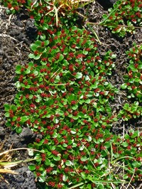 Salix erythrocarpa
