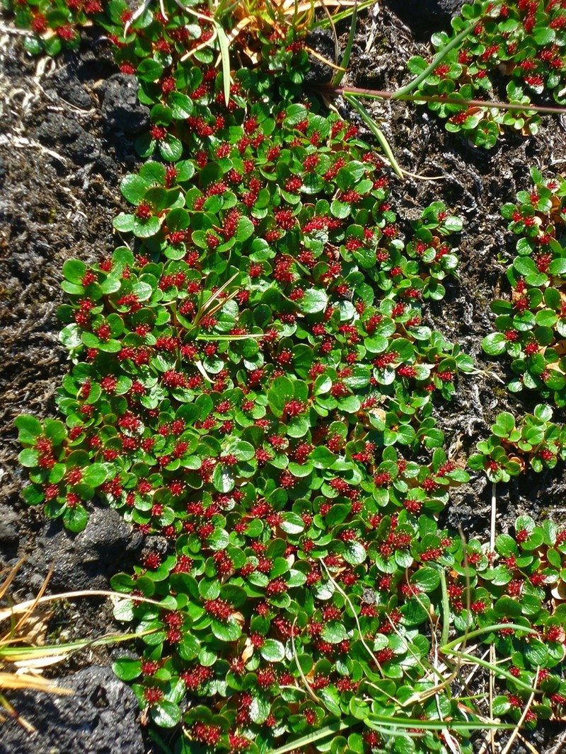 Salix erythrocarpa