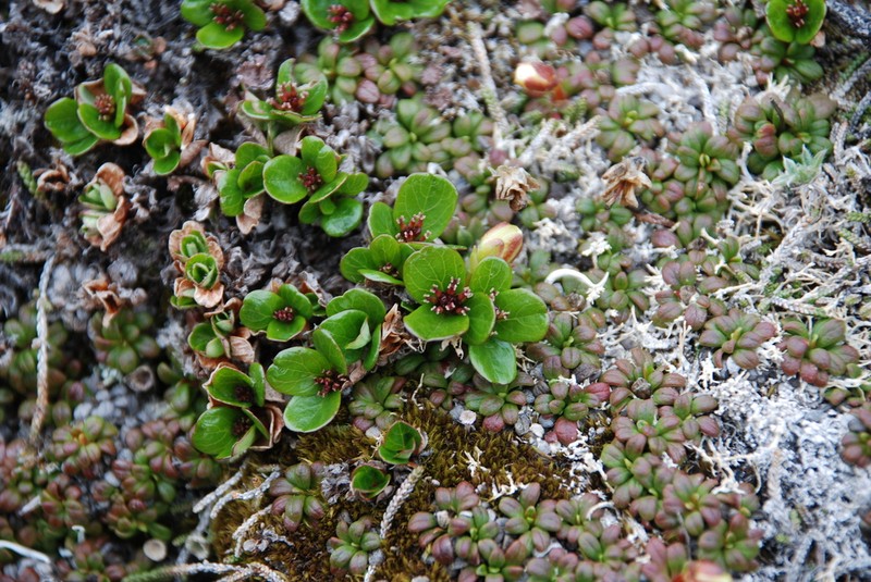 Salix erythrocarpa photo 2