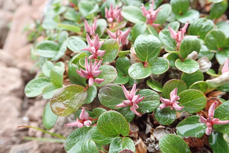 Salix erythrocarpa photo 3