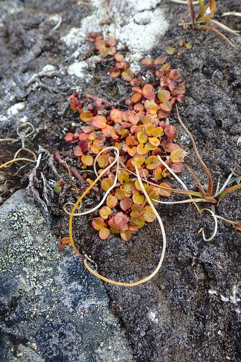 Salix erythrocarpa photo 4