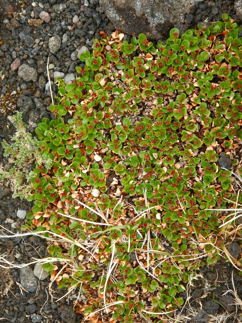 Salix erythrocarpa photo 5