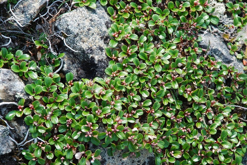Salix erythrocarpa photo 6