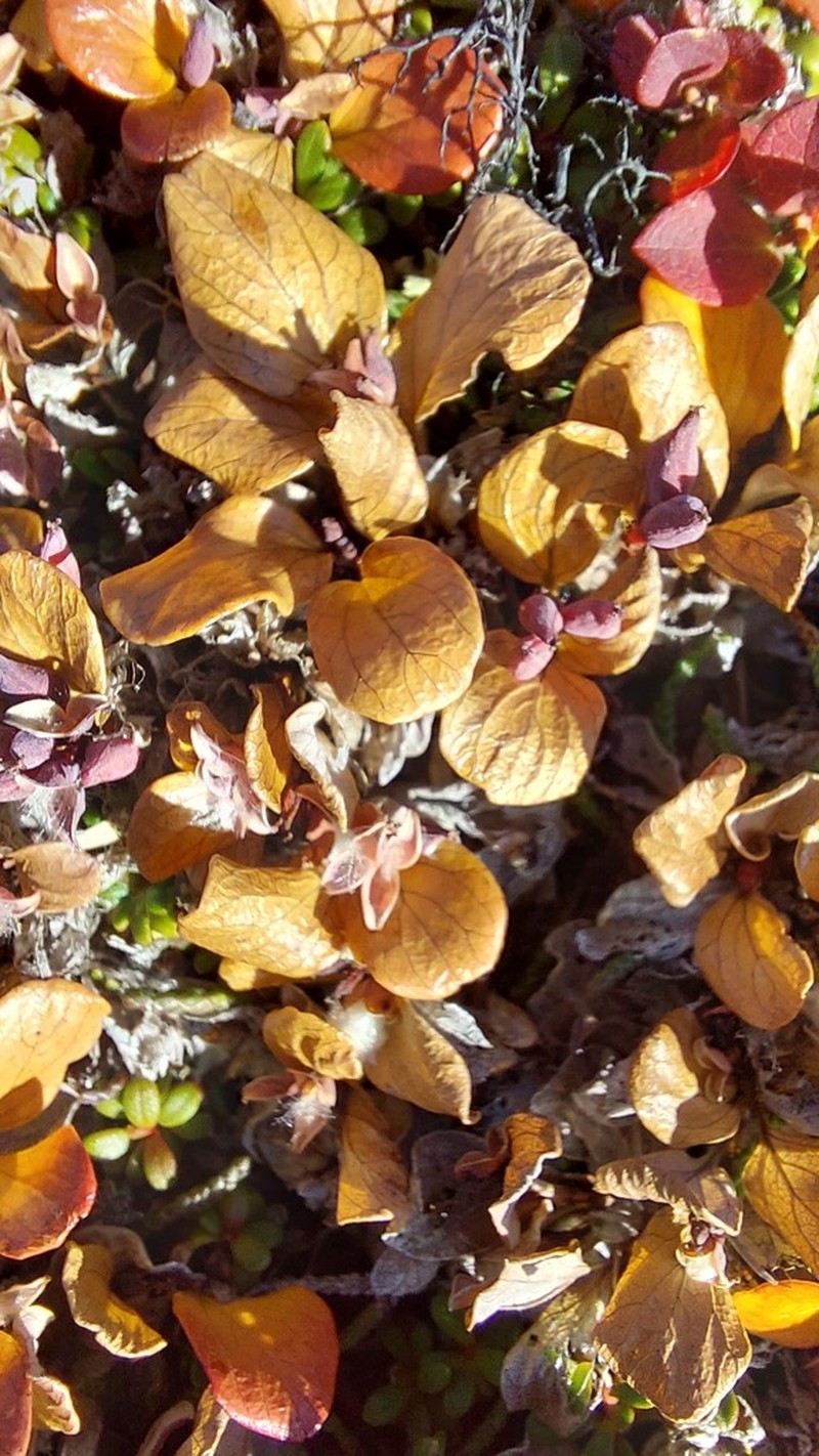 Salix erythrocarpa photo 7