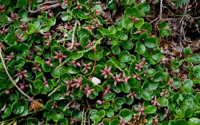 Salix erythrocarpa photo 8