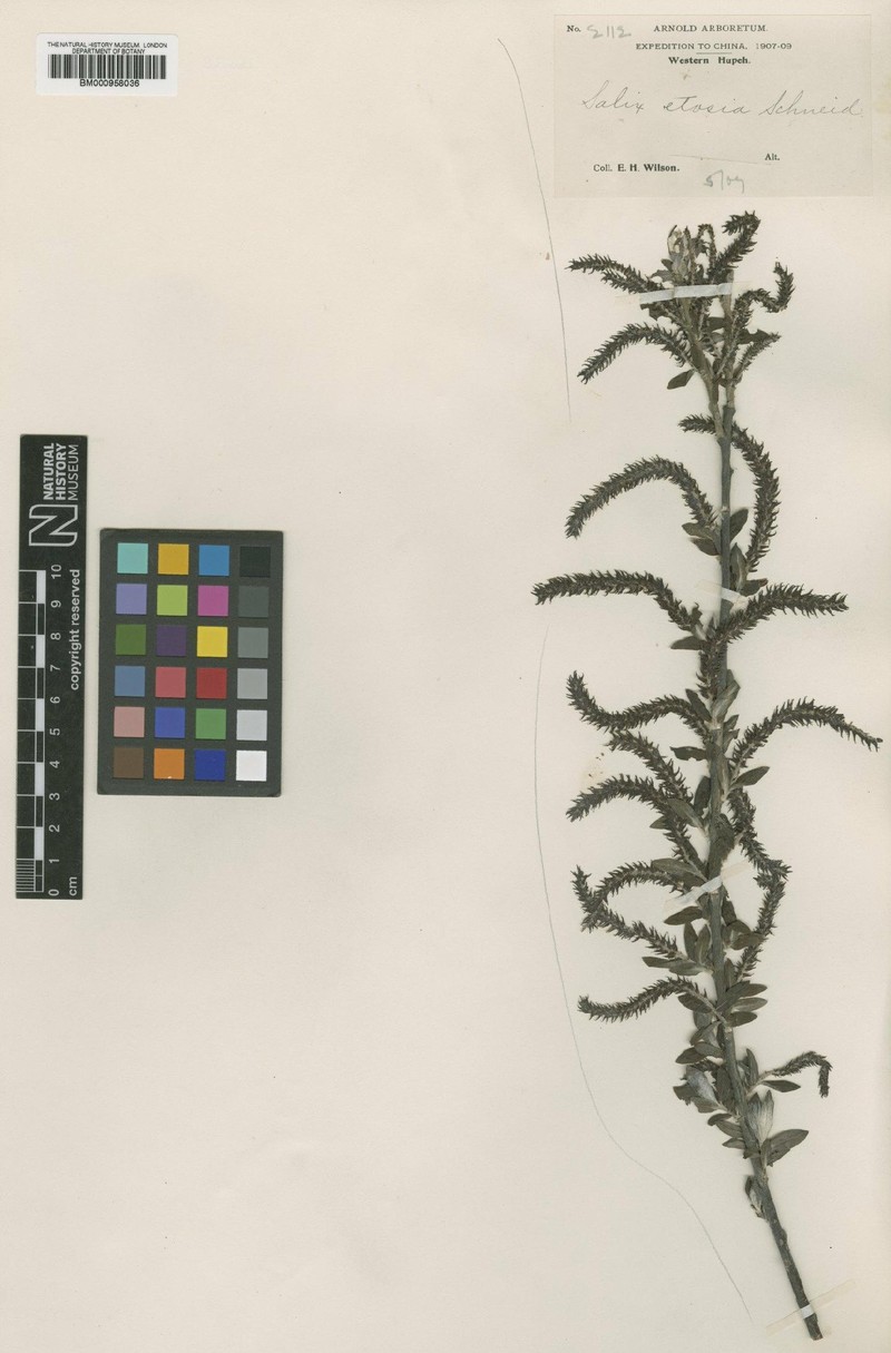 Salix etosia