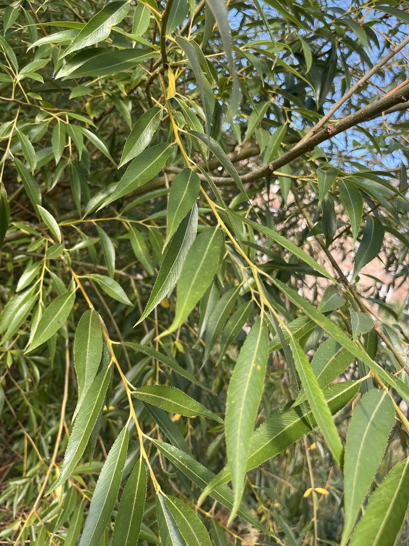 Crack Willow photo 2