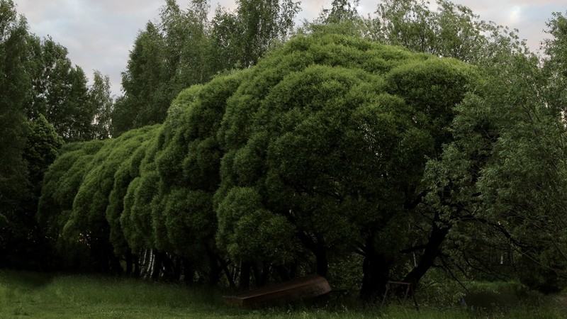 Crack Willow photo 3