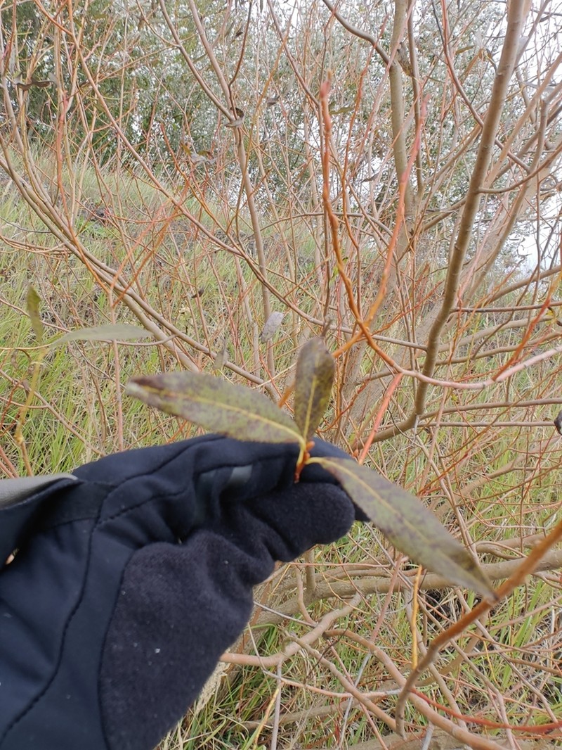 Crack Willow photo 4