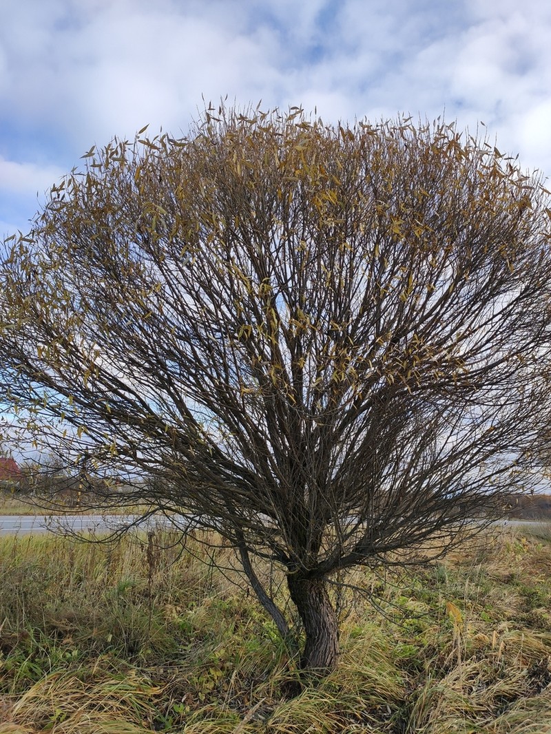 Crack Willow photo 5