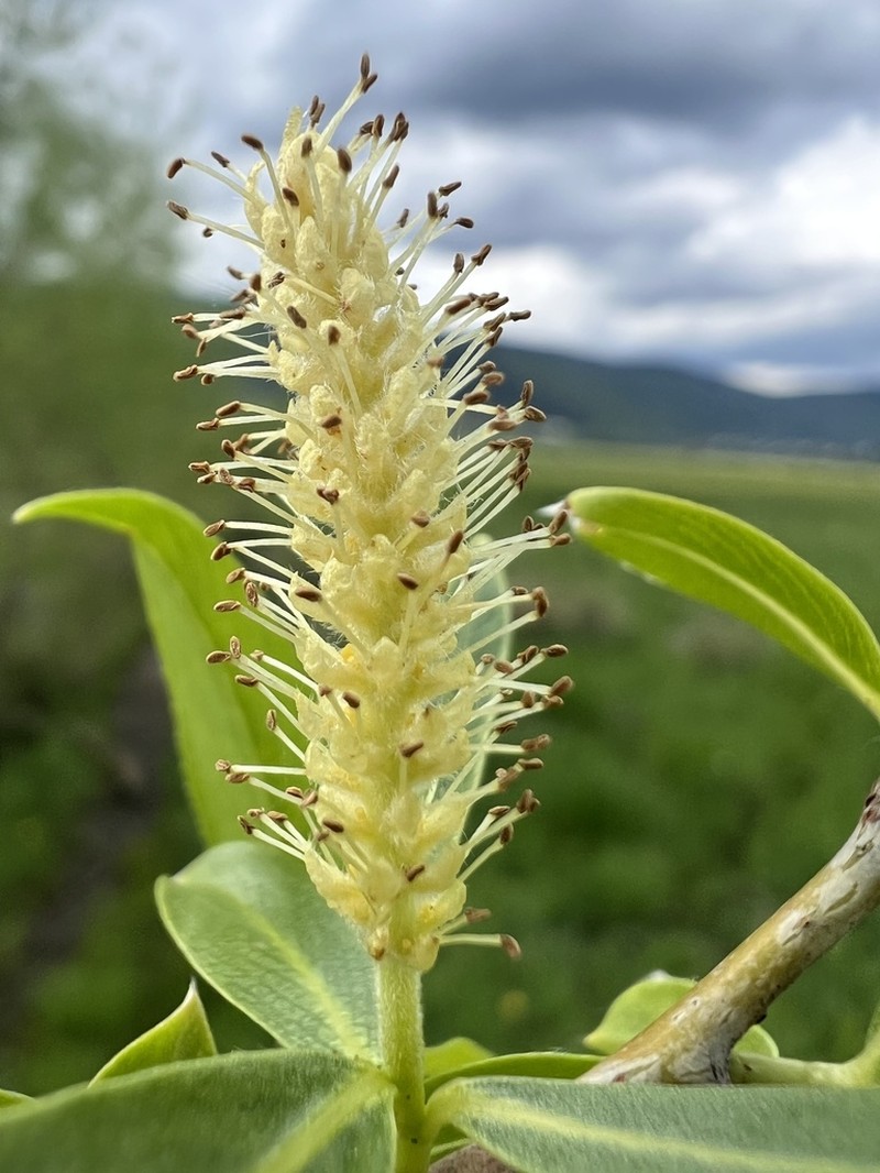 Crack Willow photo 6