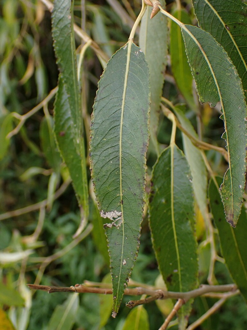 Crack Willow photo 7