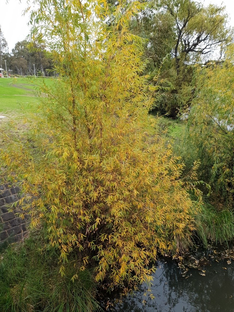 Crack Willow photo 8