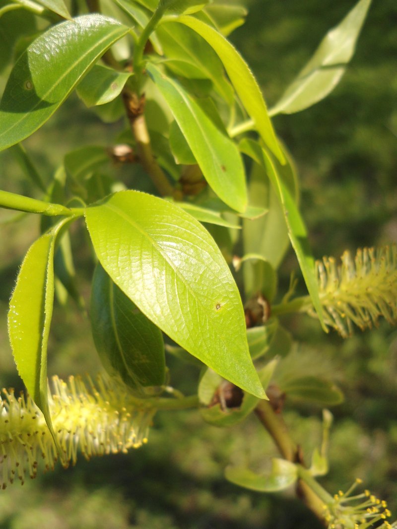 Crack Willow photo 4
