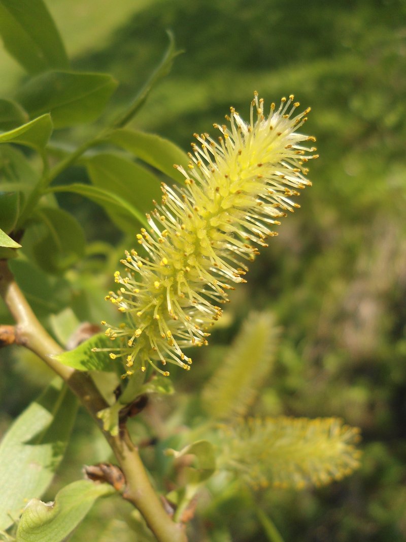 Crack Willow photo 5