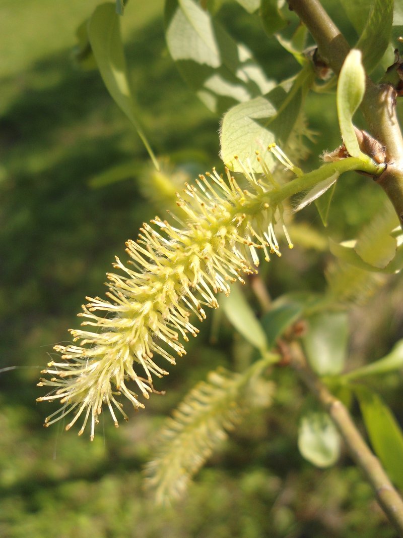Crack Willow photo 6