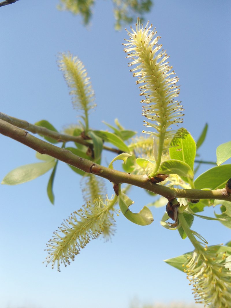 Crack Willow photo 7