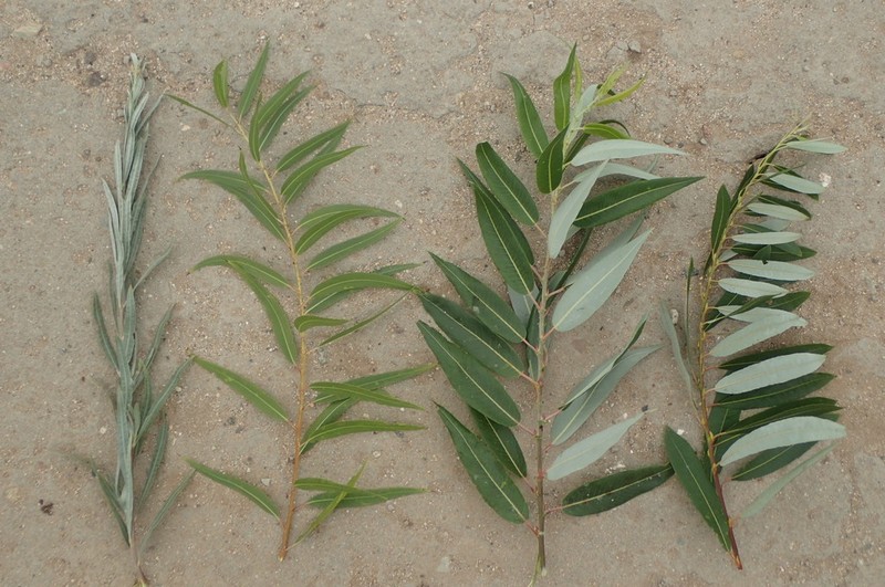 Narrowleaf Willow photo 3