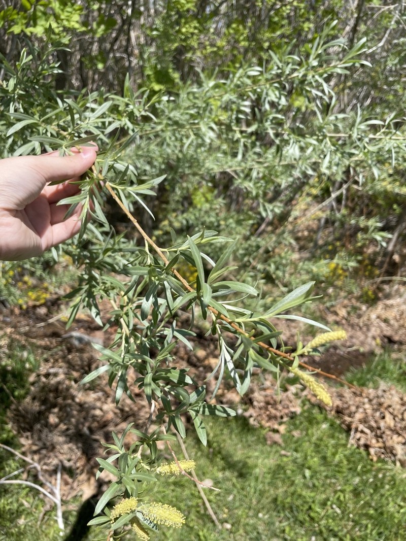 Narrowleaf Willow photo 4