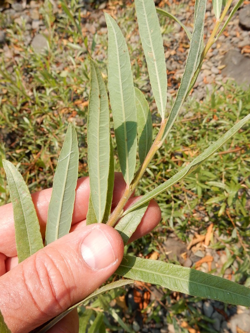 Narrowleaf Willow photo 5
