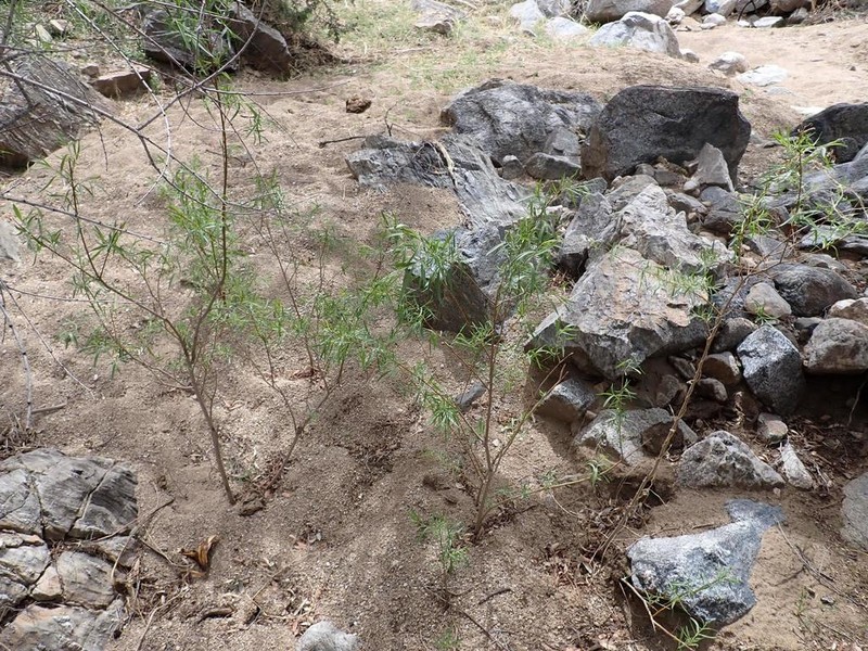 Narrowleaf Willow photo 6