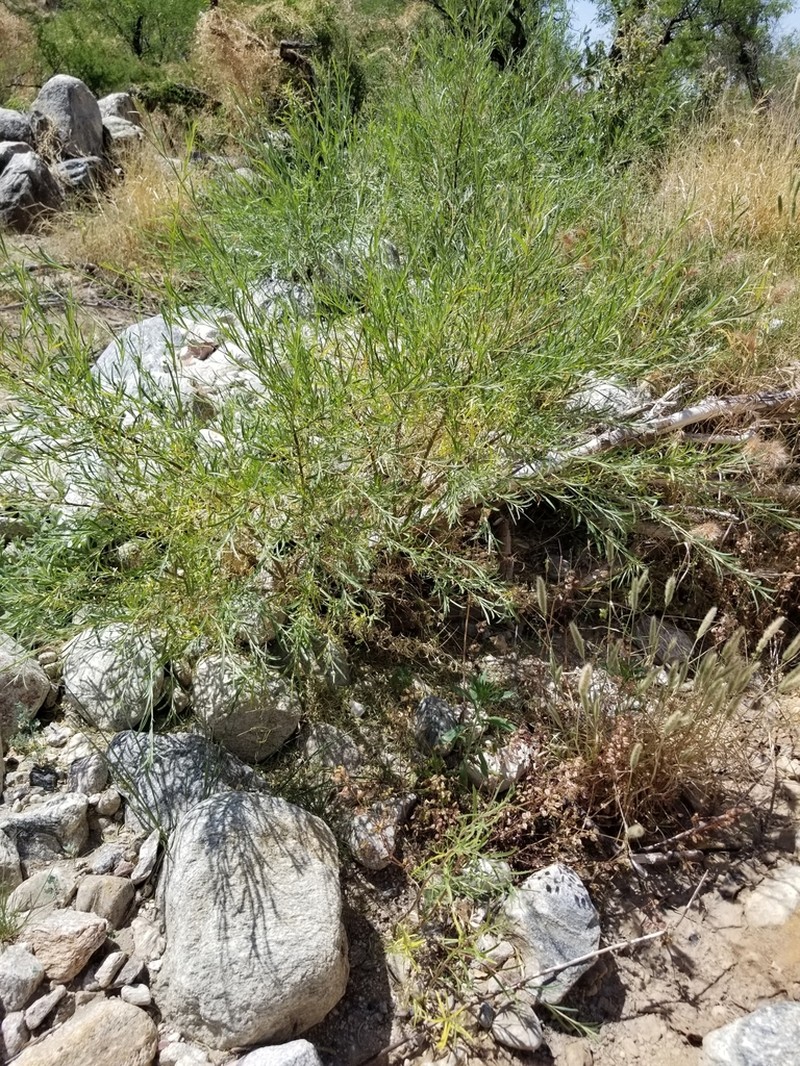 Narrowleaf Willow photo 7