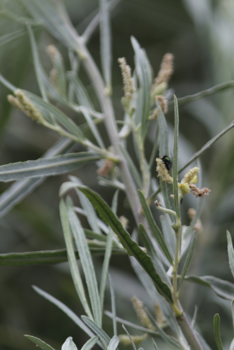 Narrowleaf Willow photo 8