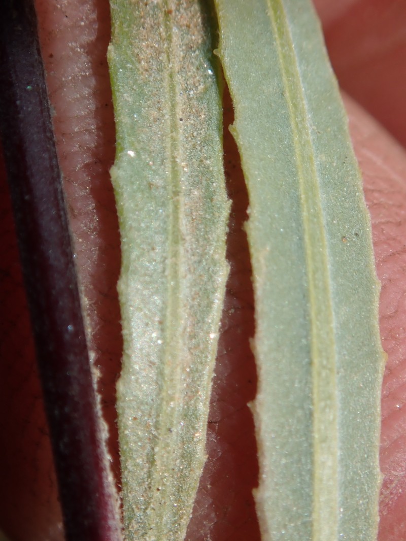 Salix exigua var. exigua