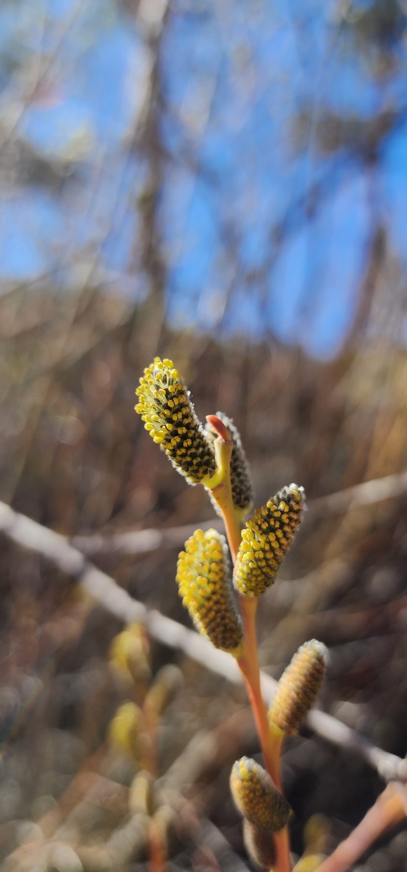 Salix exigua var. exigua photo 2