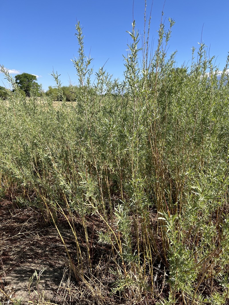 Salix exigua var. exigua photo 3