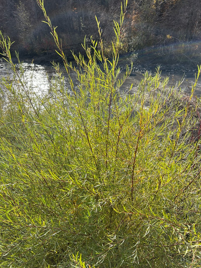 Salix exigua var. exigua photo 5