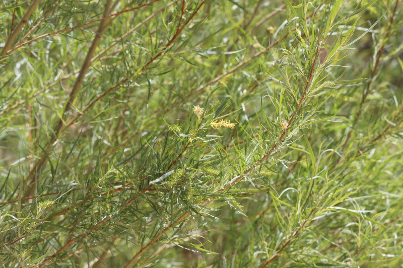 Salix exigua var. exigua photo 6