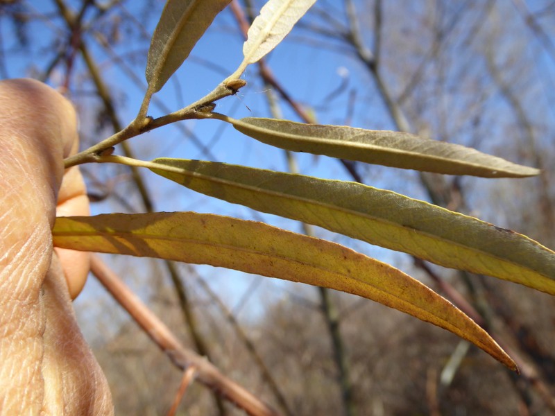 Salix exigua var. hindsiana