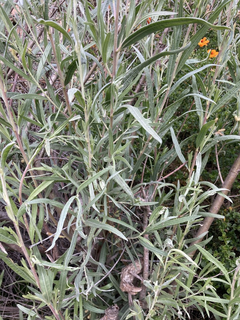 Salix exigua var. hindsiana photo 2