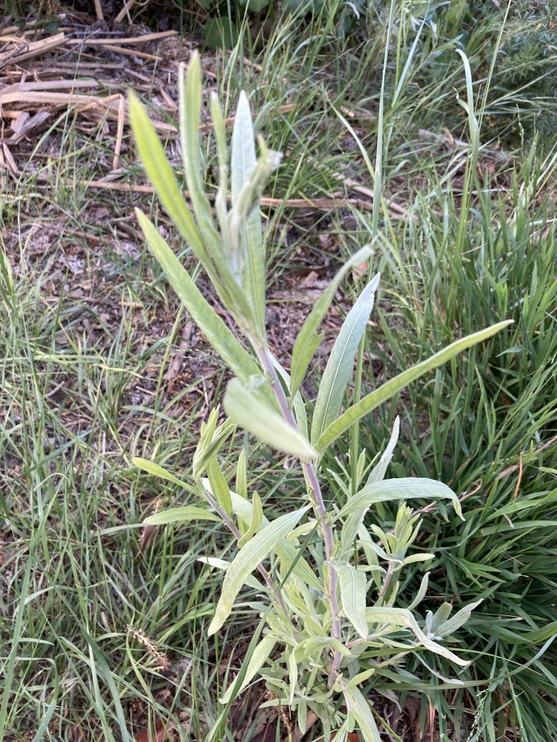 Salix exigua var. hindsiana photo 3