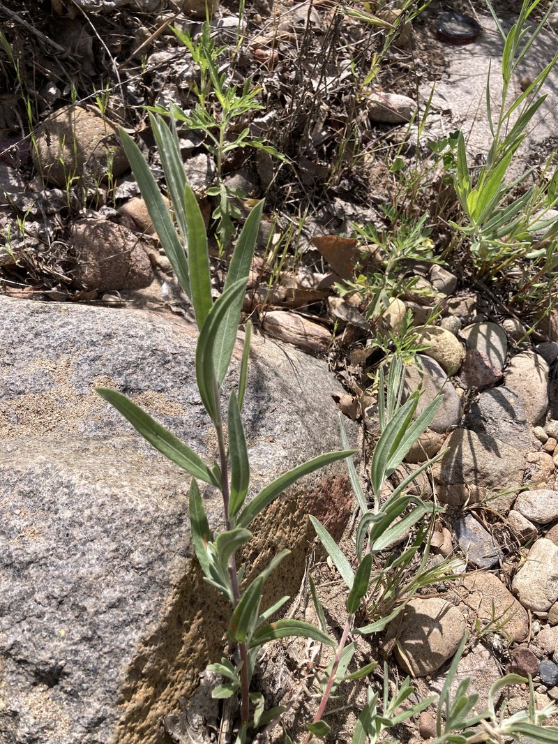 Salix exigua var. hindsiana photo 4