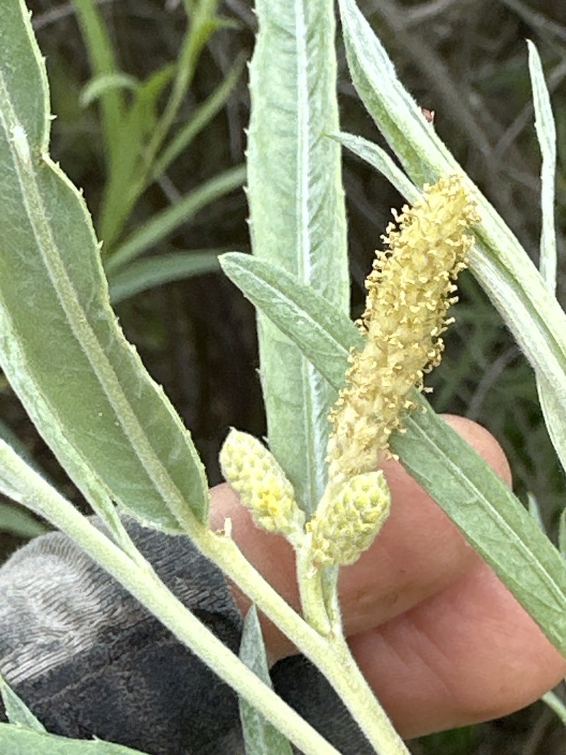 Salix exigua var. hindsiana photo 5